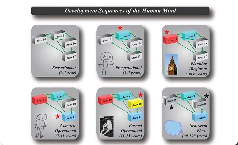 Cervello in formazione e conflitto familiare: le neuroscienze interpellano le politiche per l'infanzia
